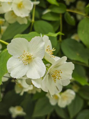Büyüleyici Beyaz Sahte Portakal Sarı Damlalarla Çiçek Açar