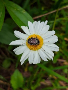 Çayırdaki Beyaz Papatya 'da Dinlenen Böcek