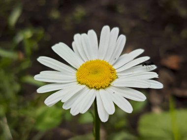 Bir Böcekle Beyaz Daisy 'nin Basit Güzelliği