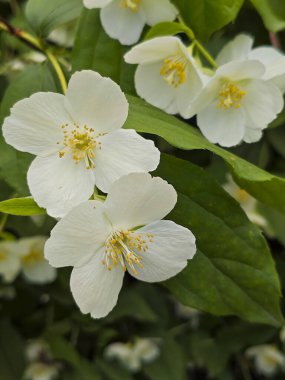 Güzel Beyaz Sahte Portakal Çiçekleri Dolu Çiçekler