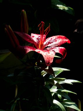 Sahne Işığında Yağmur Damlalarıyla Dramatik Kırmızı Lily