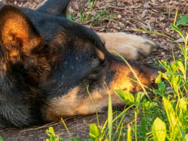 Rahatlamış Köpek Altın Gün Işığında Dinleniyor