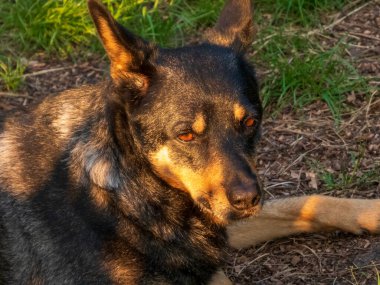 Sıcak Altın Gün Işığında Dinlenen Dikkatli Köpek