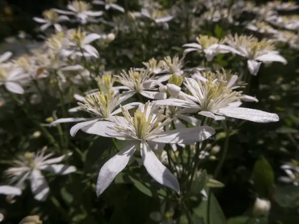 Bol Beyaz Clematis Sunny Garden 'da Çiçek açıyor