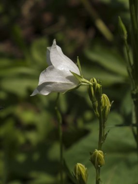 Beyaz Çan Çiçeği Bud ve Çiçek Gün Işığında