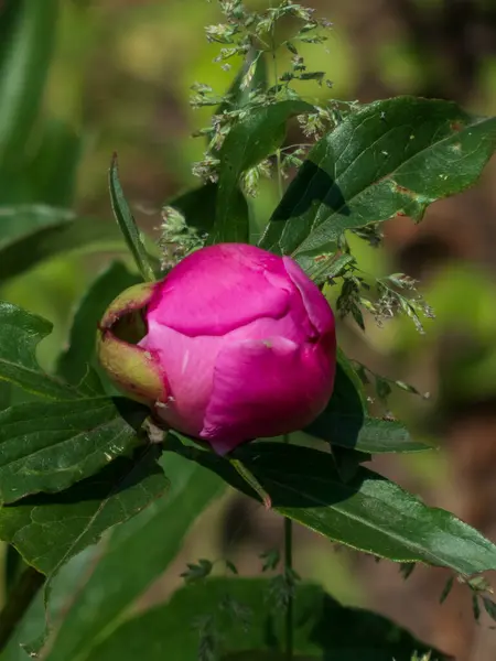 Canlı Pembe Şakayık Bud Çiçek açmaya hazır