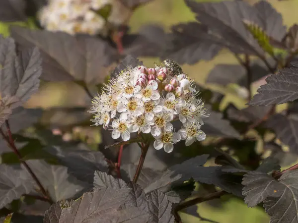 Karanlık Yapraklar Üzerinde Bir Böcekle Ninebark Çalı Çiçeği