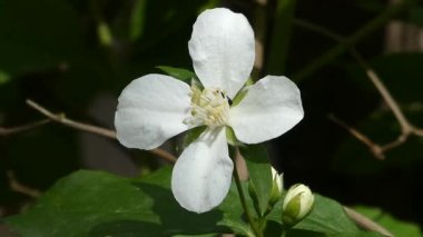 Beyaz Sahte Portakal Çiçeği Çiçeği ve Böcek Çiçeği