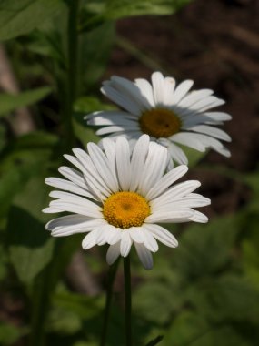 Yaz günışığında açan beyaz papatyalar