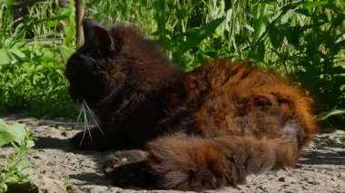 Güneş Öpen Kara Kedi Dışarıda Kestiriyor