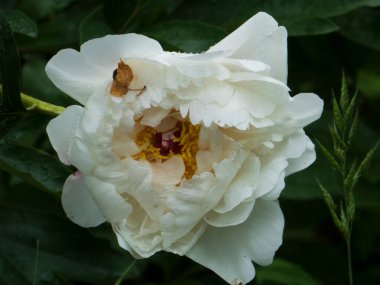 Muhteşem Beyaz Şakayık Yağmur Damlalarıyla Çiçek