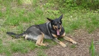 Rahatlamış Köpek Çimenlerde ve Açık havada Uzanıyor