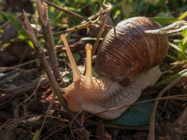 Bahçe Salyangozu Dallar ve Yeşillikler Arasında Sürünüyor
