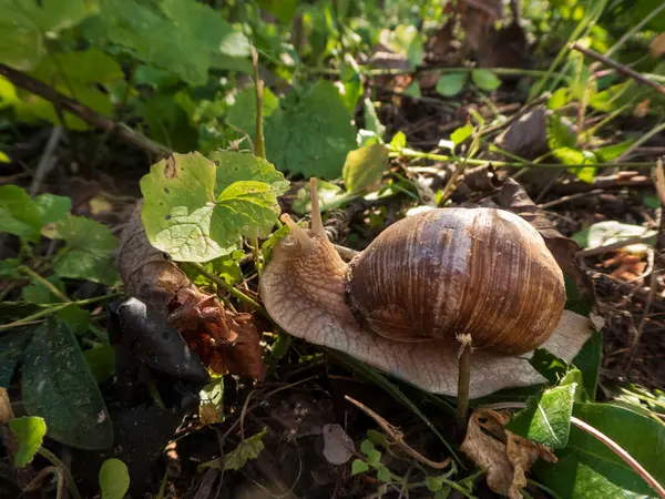Büyük Salyangoz, Helix Pomatia, Orman zemininde Yemek Arıyor