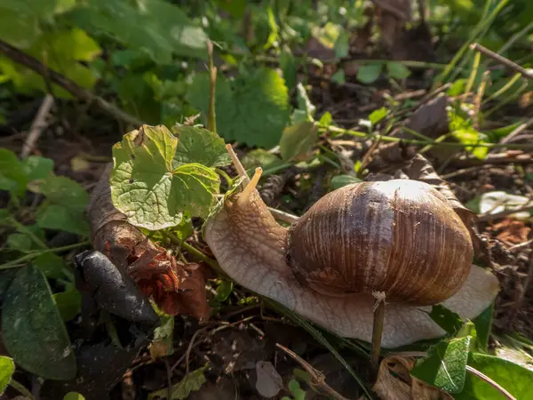 Avrupa Yenebilir Salyangoz Ormanlarda İlerliyor