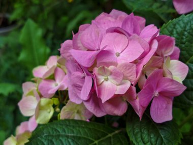 Güzel Pembe Ortanca Makrophylla Çiçekleri Yeşillik Bahçede