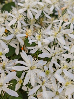 Bol Beyaz Clematis Çiçekleri Narin Çiçekli Halı Oluşturuyor