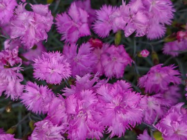 Profüzyonlu Pembe Dianthus Çiçeklerinin Kapanışı