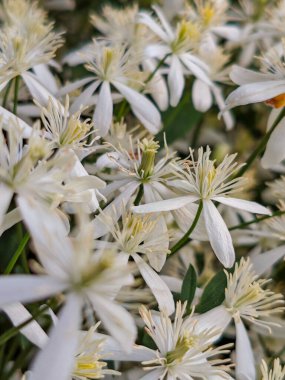 Yumuşak Odaklanma Görüntüsünde Narin Beyaz Tatlı Sonbahar Clematis Çiçekleri