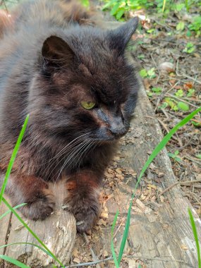 Görkemli Uzun Saçlı Bakışlı Kedi