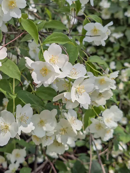 Zarif Beyaz Sahte Portakal Çiçekleri Tamamen Açtı