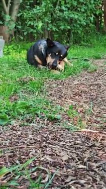 Köpek Açık Hava 'da Kemiğin tadını Çıkartıyor