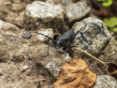 Uzun Boynuzlu Böcek Rocky Arazisinde Geziniyor
