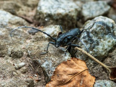 Majestic Longhorn Böceği Rocky arka planına karşı