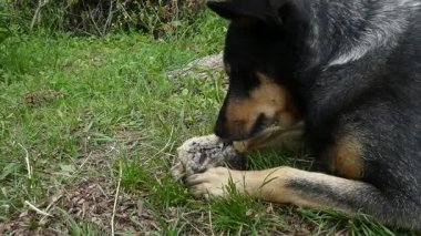 Köpek Kemiği Açık Hava