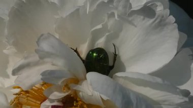 Beyaz Şakayık Çiçeğindeki Yeşil Böcek