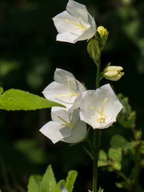 Güneşli bir bahçede Buds ile canlı beyaz çan çiçekleri