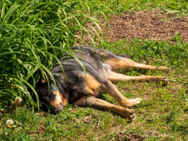 Gevşemiş Yeşil Çimenlerde Uyuklayan Köpek