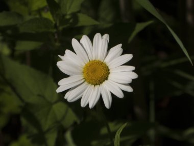 Güneşli bir günde Dolu Çiçekli Beyaz Daisy