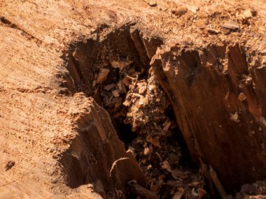 Ağacın İçindeki Derin Kesik Açığa Çıkarıcı Doku