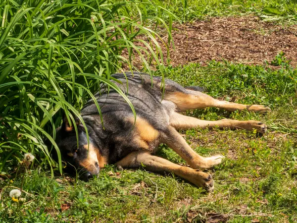 Gevşemiş Yeşil Çimenlerde Uyuklayan Köpek