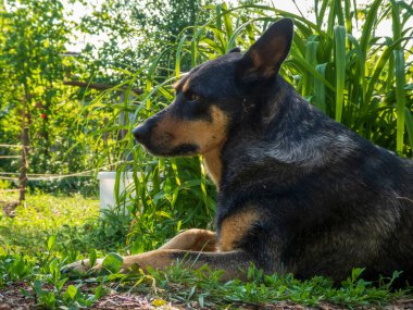 Dikkatli siyah ve esmer bir köpek güneşte dinlenir.