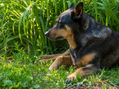 Rahatlamış siyah ve esmer bir köpek bahçe güneşinin tadını çıkarır.