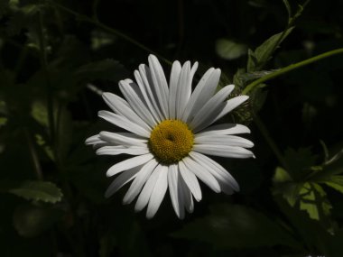 Koyu Yeşil Arkaplan Karşısında Parlak Beyaz Daisy