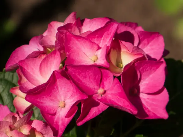 Yaz Güneşi Altında Pembe Ortanca Çiçek Açar