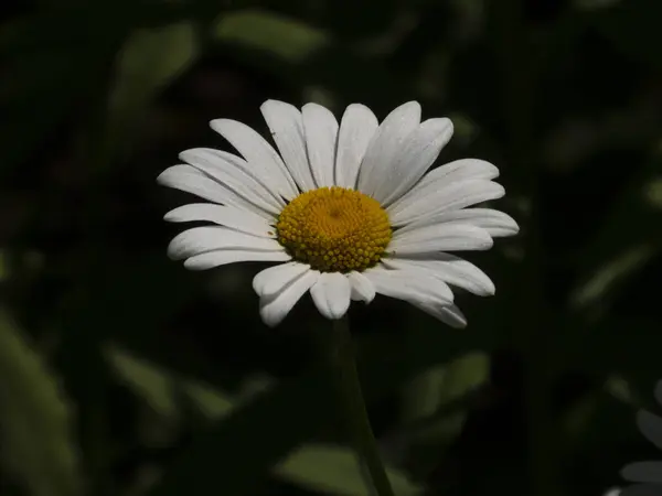 Koyu Yapraklara Karşı Yalnız Beyaz Daisy Parıldıyor