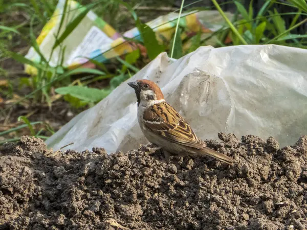 Avrasya Ağaç Serçesi Toprak Tepesinde Dinleniyor