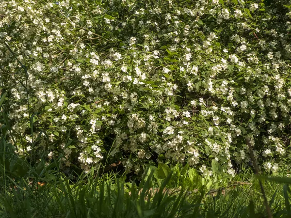 Lush Jasmine Bush Beyaz Çiçeklerle kaplı