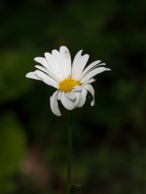 Solo Daisy Karanlık Arkaplanda Uzun Duruyor