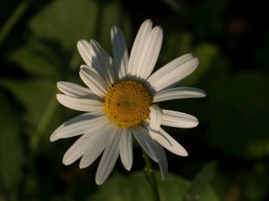 Parlak Beyaz Daisy 'nin Yakın Çekimi