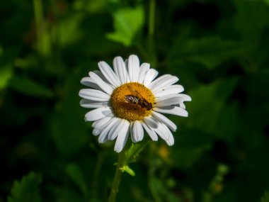 Parlak Beyaz Daisy 'de Uçan Sinek Meşgul