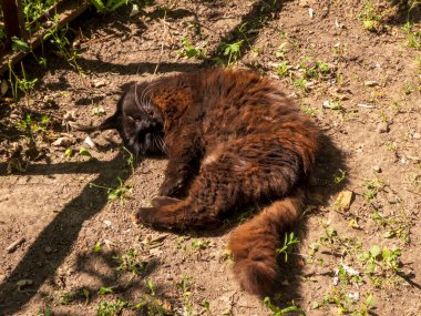 Güneş Öpen Kedi Bahçede Kestiriyor