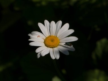 Karanlık Arkaplanda Bir Böcek Olan Beyaz Daisy