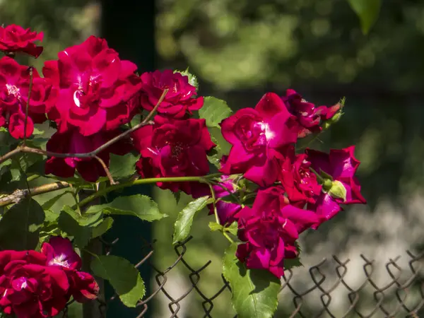 Kırmızı Güller Bir Bahçe Çitinin Üzerinde Şelale Gibi