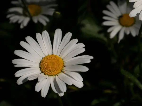 Karanlık bir geçmişi olan bir grup beyaz papatya.