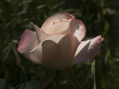 Gün ışığında açan El değmemiş Pembe ve Beyaz Gül